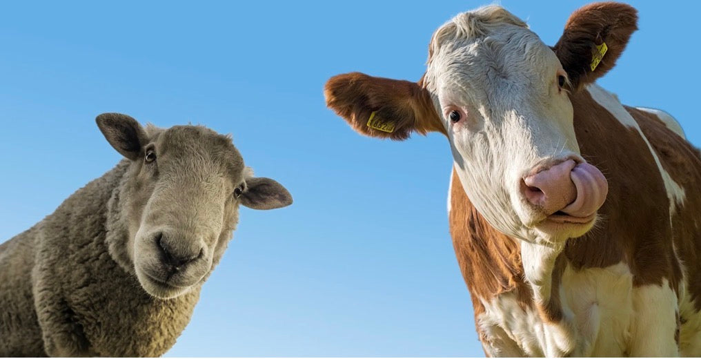 Responsible Use of Prescription Medicines in Sheep and Cattle