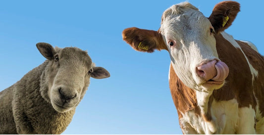 Responsible Use of Prescription Medicines in Sheep and Cattle