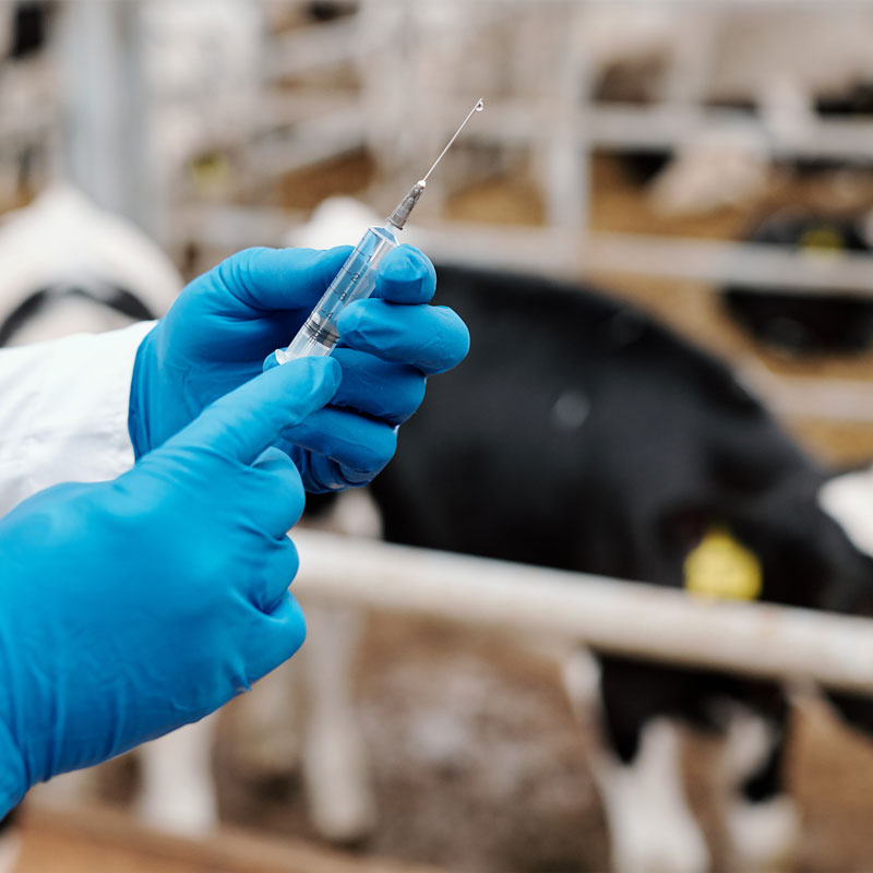 Vaccines for Animals