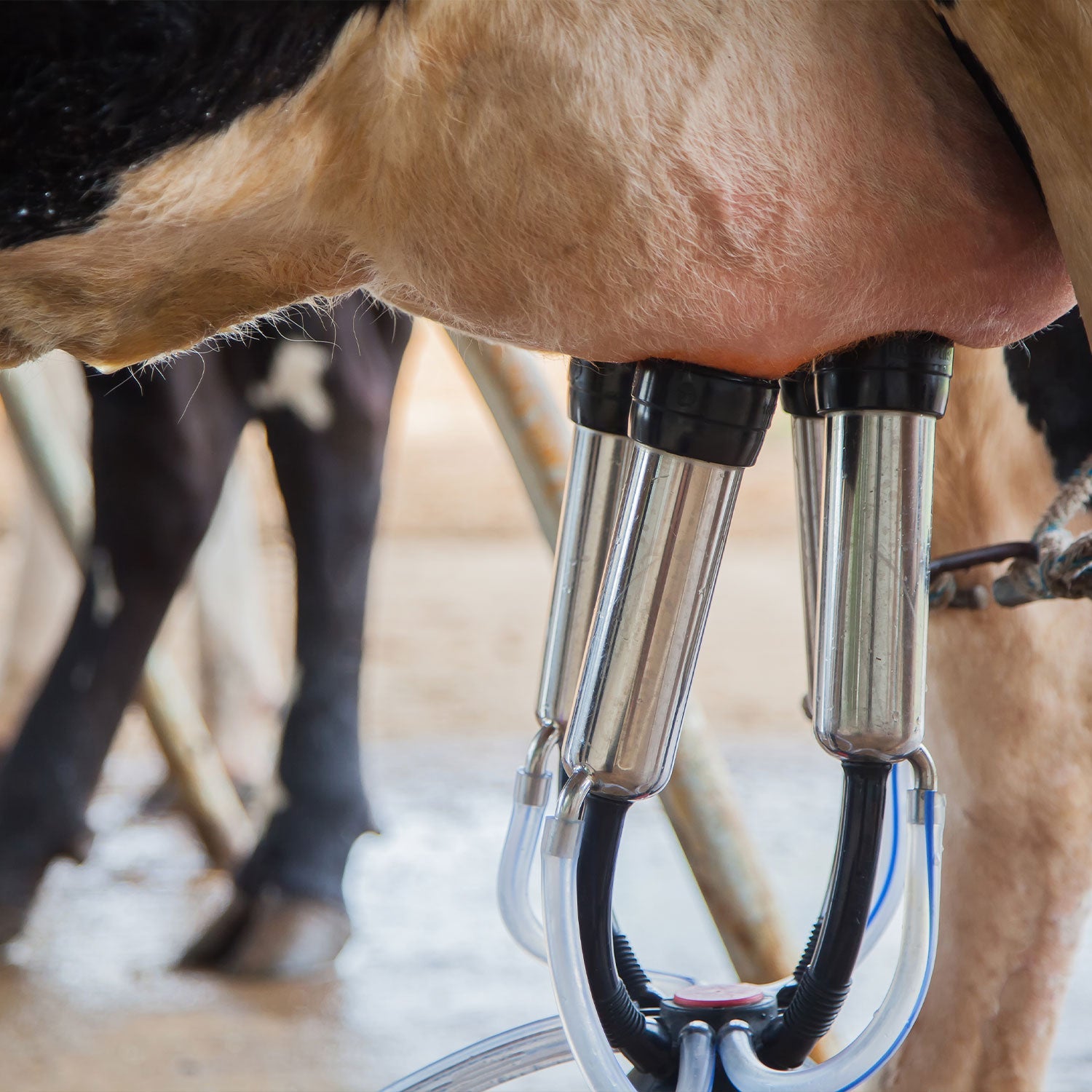 Milking and Dry Cow Therapy