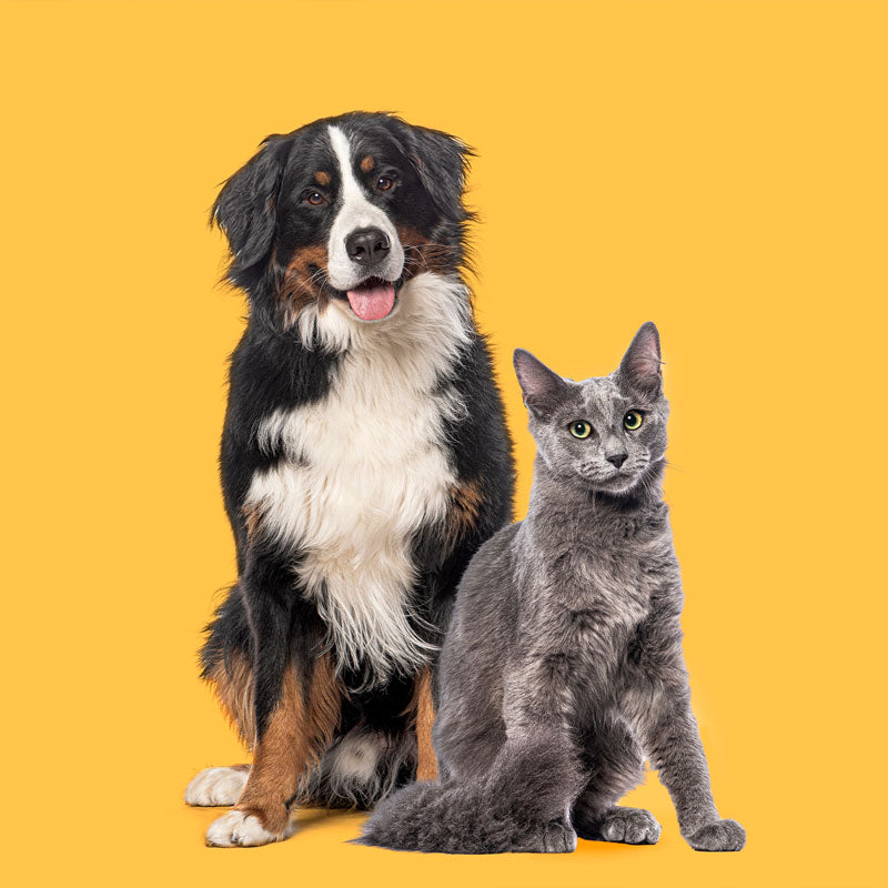 Pet Medicines