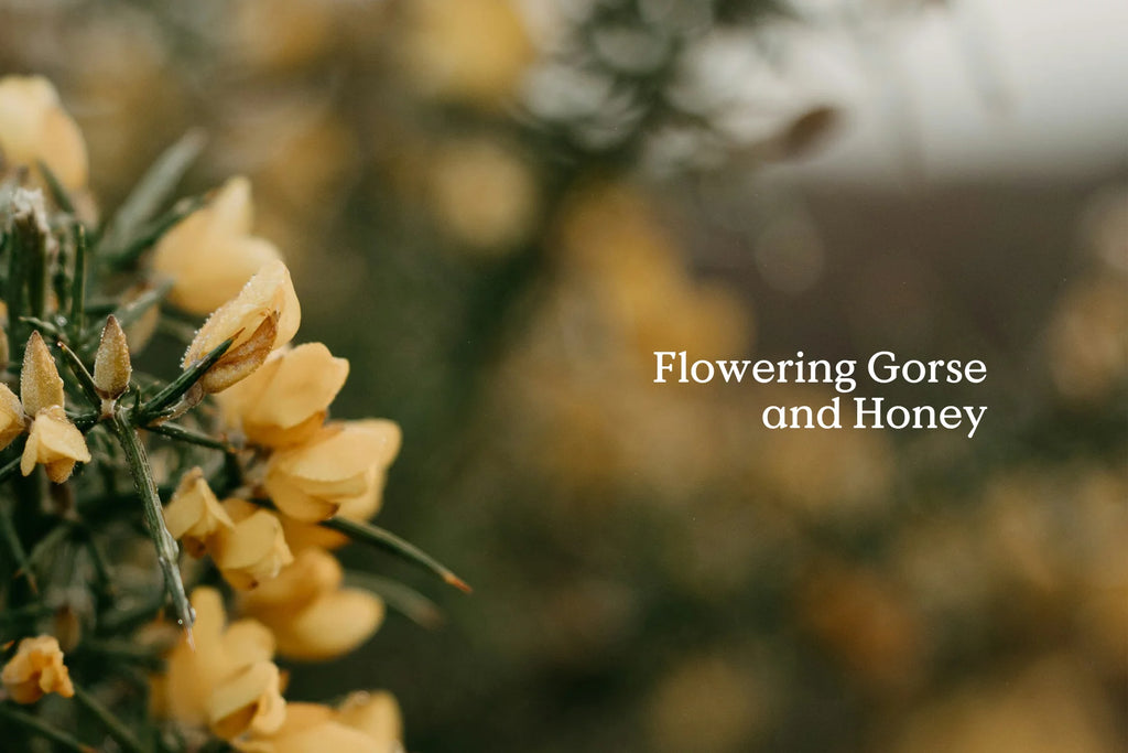 Field Day Folk Natural Room Spray BELONG